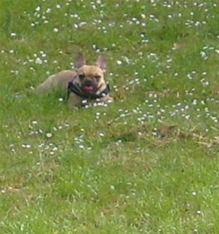 Fransk bulldog Angel billede 6