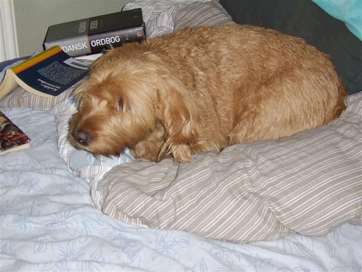 Basset fauve de bretagne baloo - Baloo tar lige en slapper billede 1