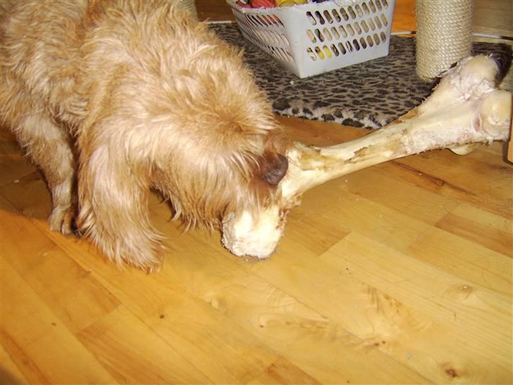 Basset fauve de bretagne baloo - Baloo og sit "lille" kødben billede 2