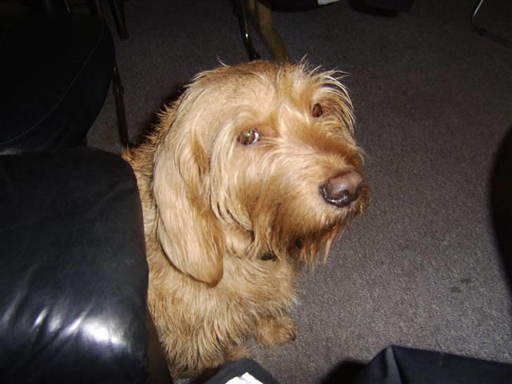 Basset fauve de bretagne baloo - se hvor smuk jeg er  billede 3