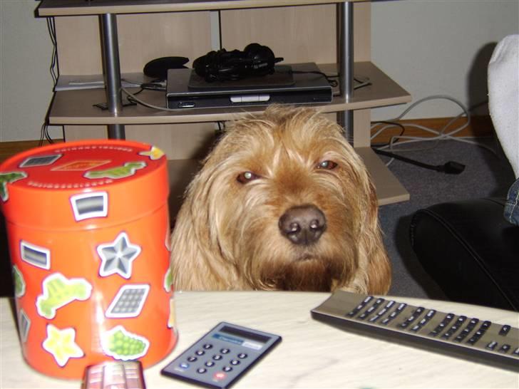 Basset fauve de bretagne baloo - er der en rød pølse til mig oppe på bordet? billede 4