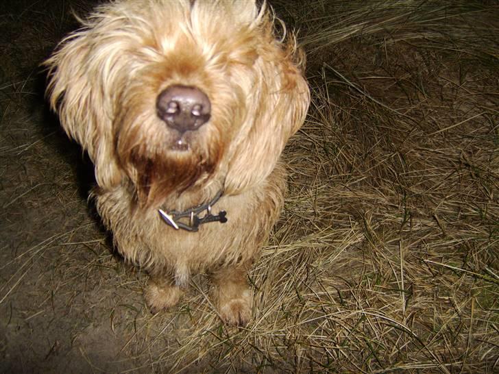 Basset fauve de bretagne baloo - nej mor du må ikke ta noget billede billede 5