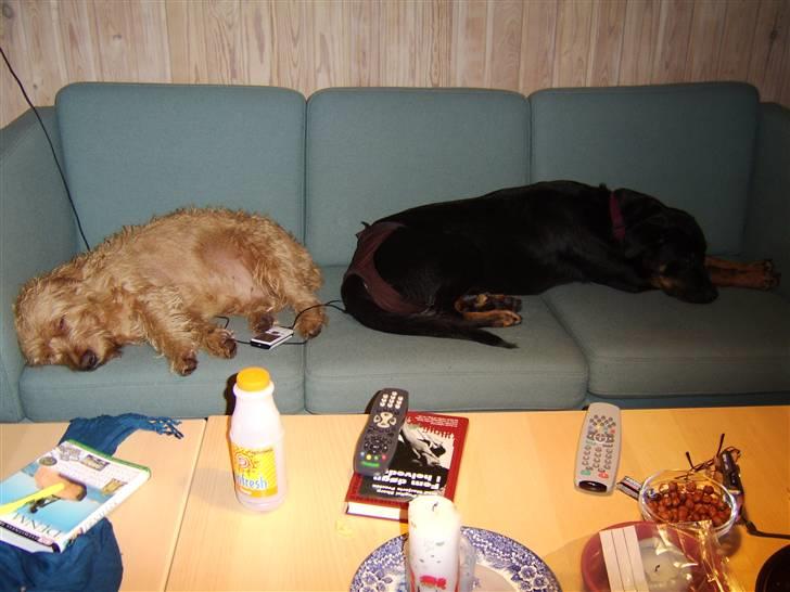 Basset fauve de bretagne baloo - Baloo og hans "søster" efter en tur ved stranden billede 6