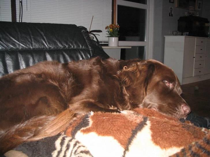 Labrador retriever Zeus - 3 år og jeg elsker min stol, det bedste sted at snuppe en morfar billede 11