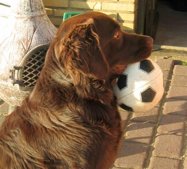 Labrador retriever Zeus - Og når jeg ikke lige ligger og daffer den af i stolen, så elsker jeg at spille bold. billede 12