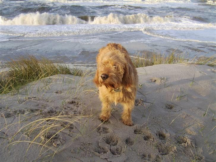 Basset fauve de bretagne baloo - Det blæser ved vesterhavet billede 7