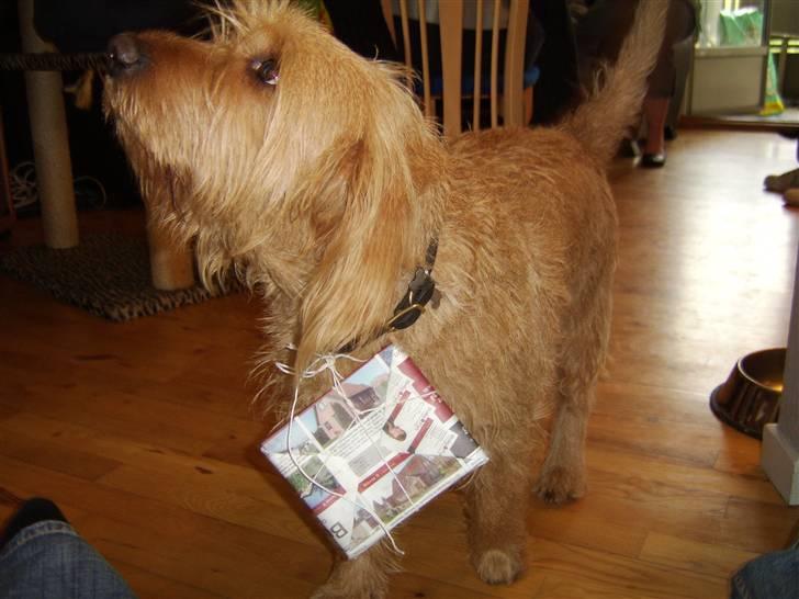 Basset fauve de bretagne baloo - Baloo kommer med en gave tilsin mor:-) billede 8