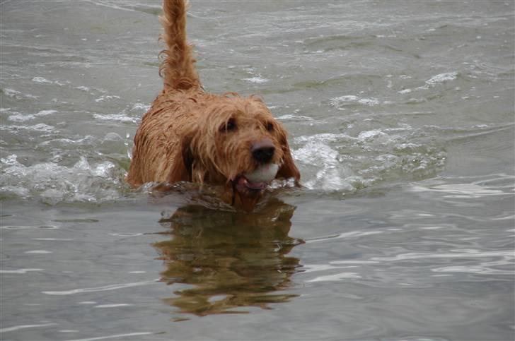 Basset fauve de bretagne baloo - Dejligt med en svømmetur billede 9