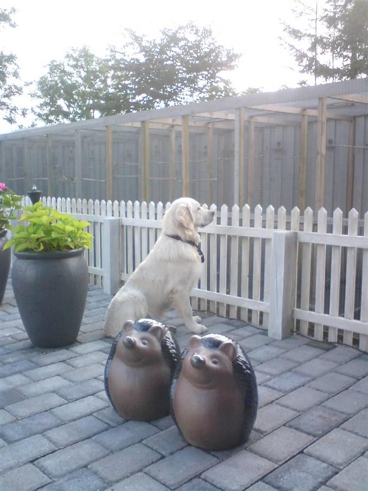 Golden retriever Rocko billede 8