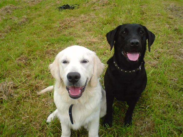 Labrador retriever Molly billede 7