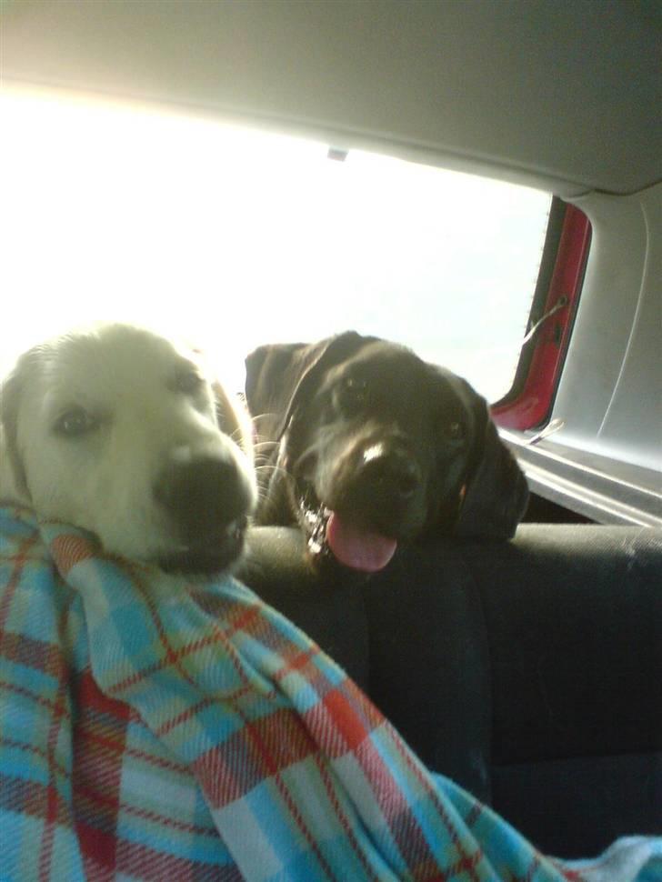 Labrador retriever Molly billede 8