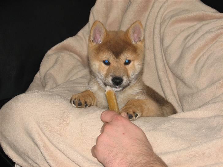 Shiba Yewki billede 5