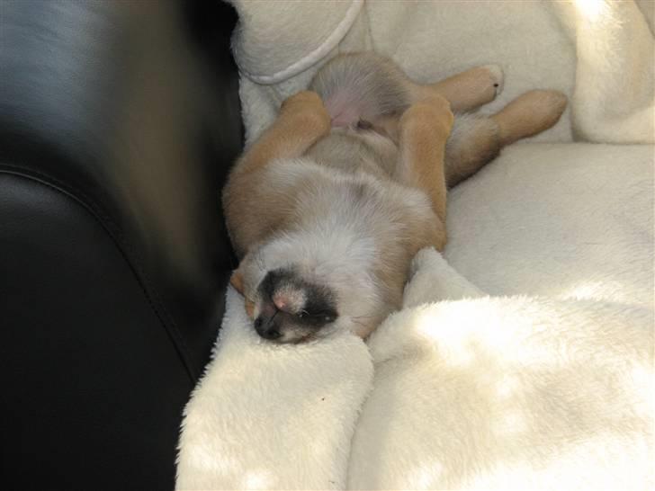 Shiba Yewki billede 6