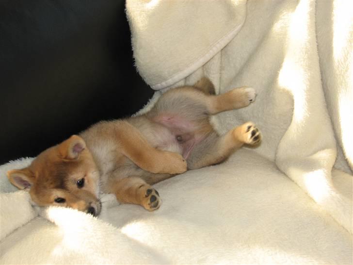 Shiba Yewki billede 7