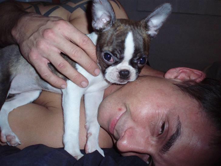 Boston terrier Freja - ååhh ik noget bedre, end en lille lur med farmand.. og LIDT OPMÆRKSOMHED;) billede 1