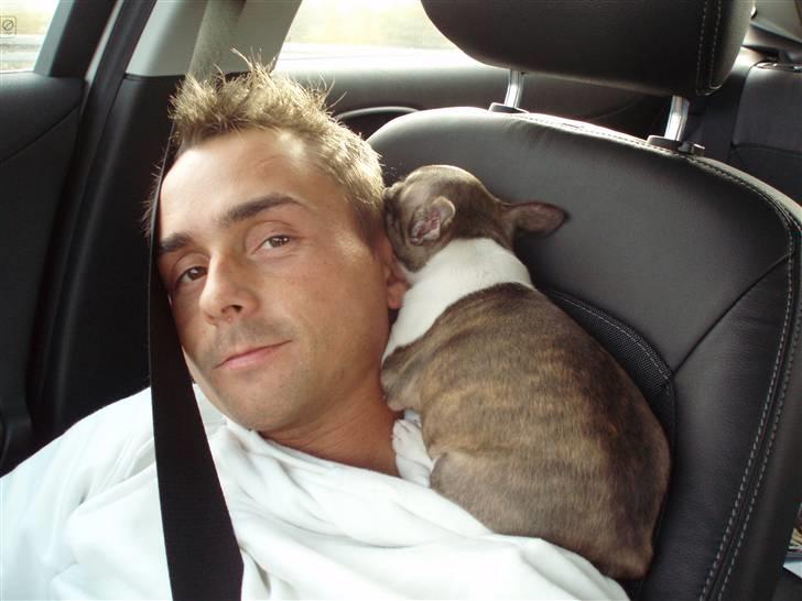 Boston terrier Freja - på vej hjem fra møn, hvor vi hentede freja. fra en skøn familie!! billede 2