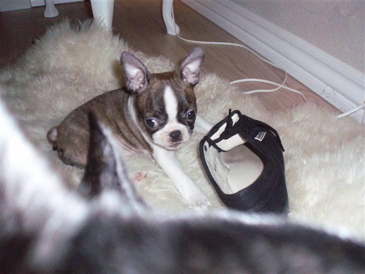 Boston terrier Freja - he he, ja lille freja, meget godt eksempel på hvad hun ELSKER! billede 3