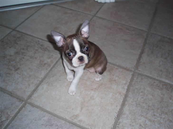 Boston terrier Freja - hej hej mor...... hva mon hun laver!??? billede 4