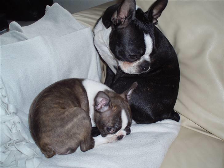 Boston terrier Freja - her er vores "2 små børn", herligt de er blevet så gode venner.  billede 5