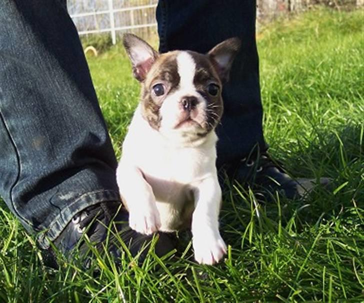 Boston terrier Freja billede 6
