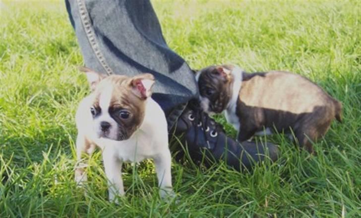 Boston terrier Freja billede 7