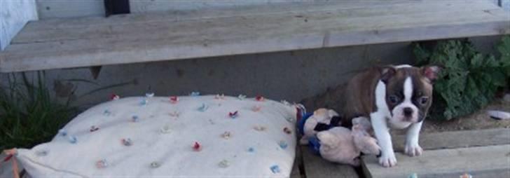 Boston terrier Freja billede 8