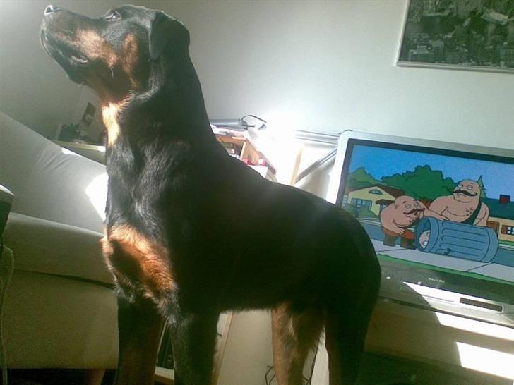 Rottweiler Tyson - Fra d. 16/9-07 billede 16