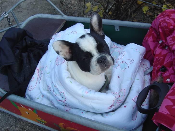 Fransk bulldog Elvis - Elvis frøs i aalborg z00 billede 10