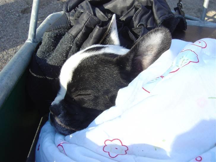 Fransk bulldog Elvis - en slapper i trækvognen i aalborg zoo billede 11