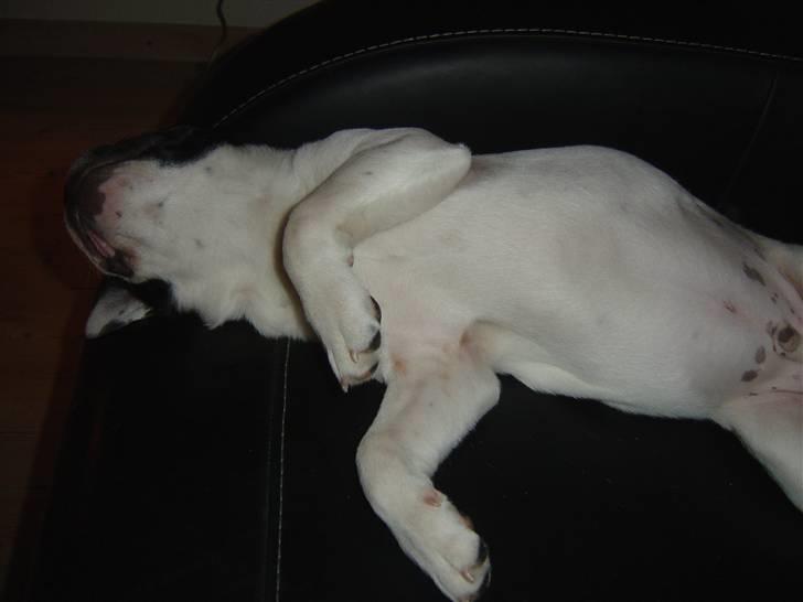 Fransk bulldog Elvis billede 13