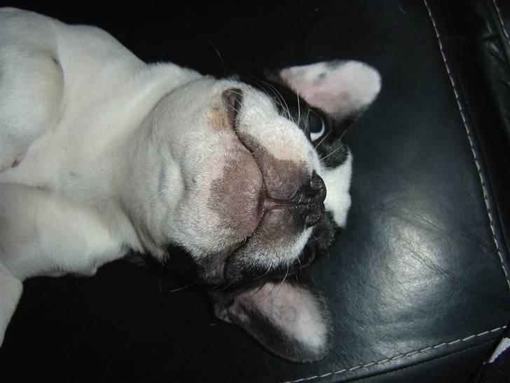 Fransk bulldog Elvis billede 14