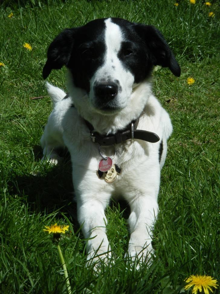 Blanding af racer Zita <3 :D billede 1