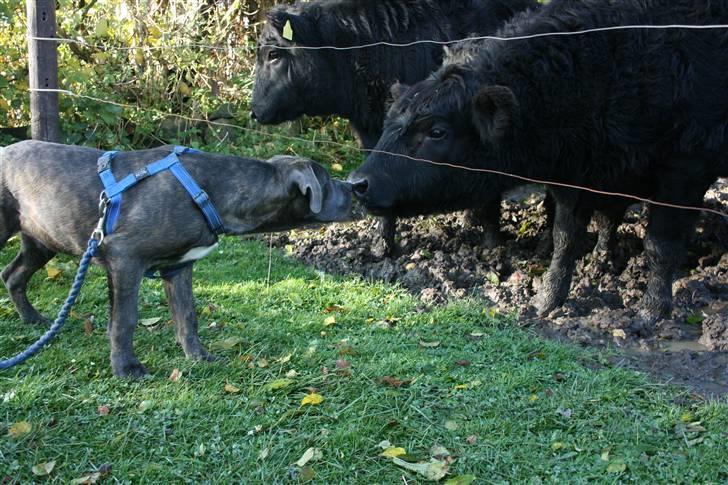 Cane corso ENZO - kys koen!! billede 18
