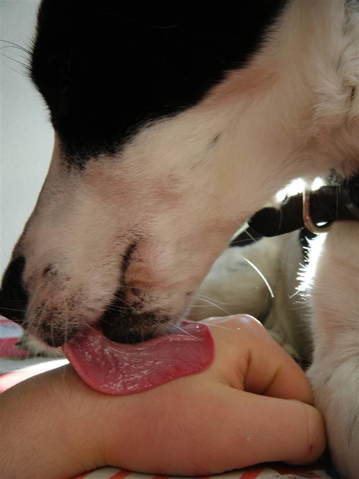 Blanding af racer Zita <3 :D billede 2