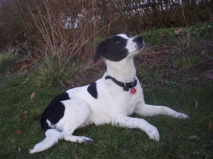 Blanding af racer Zita <3 :D - Igen i sneen xD <3 billede 3