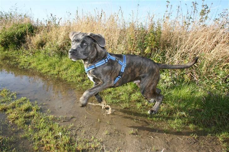 Cane corso ENZO billede 19