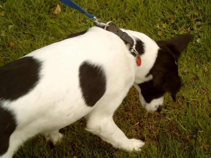 Blanding af racer Zita <3 :D - Tur - der skulle lige snuses lidt her  billede 6