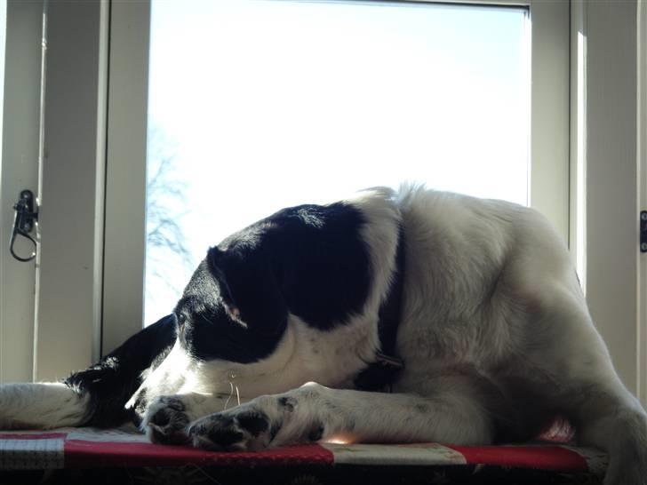 Blanding af racer Zita <3 :D billede 7