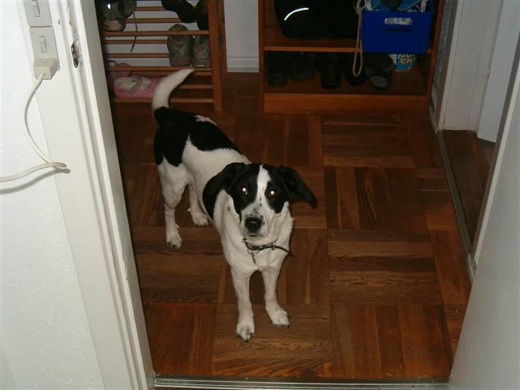 Blanding af racer Zita <3 :D - I dør åbningen (: billede 8