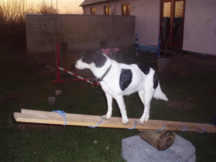 Blanding af racer Zita <3 :D - på vippe xD vippen er dog hjemmelavet d: billede 9