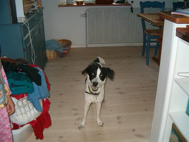 Blanding af racer Zita <3 :D billede 10