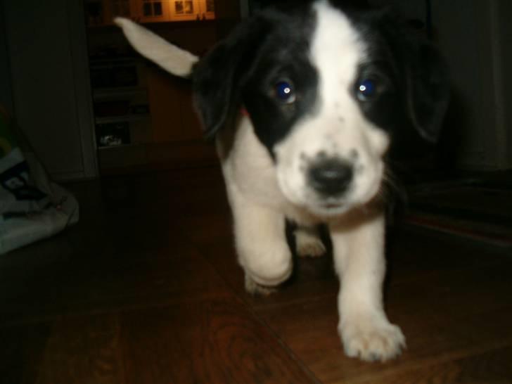 Blanding af racer Zita <3 :D - En dag efter vi havde fået hende (; Hvor var hun dog lille billede 11