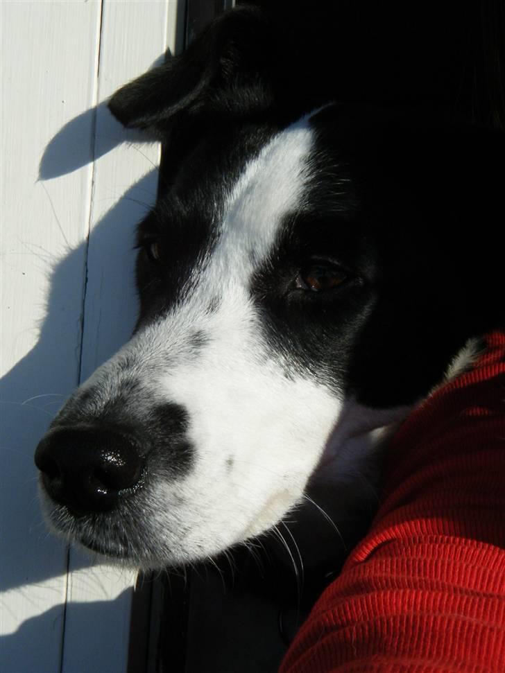 Blanding af racer Zita <3 :D billede 12