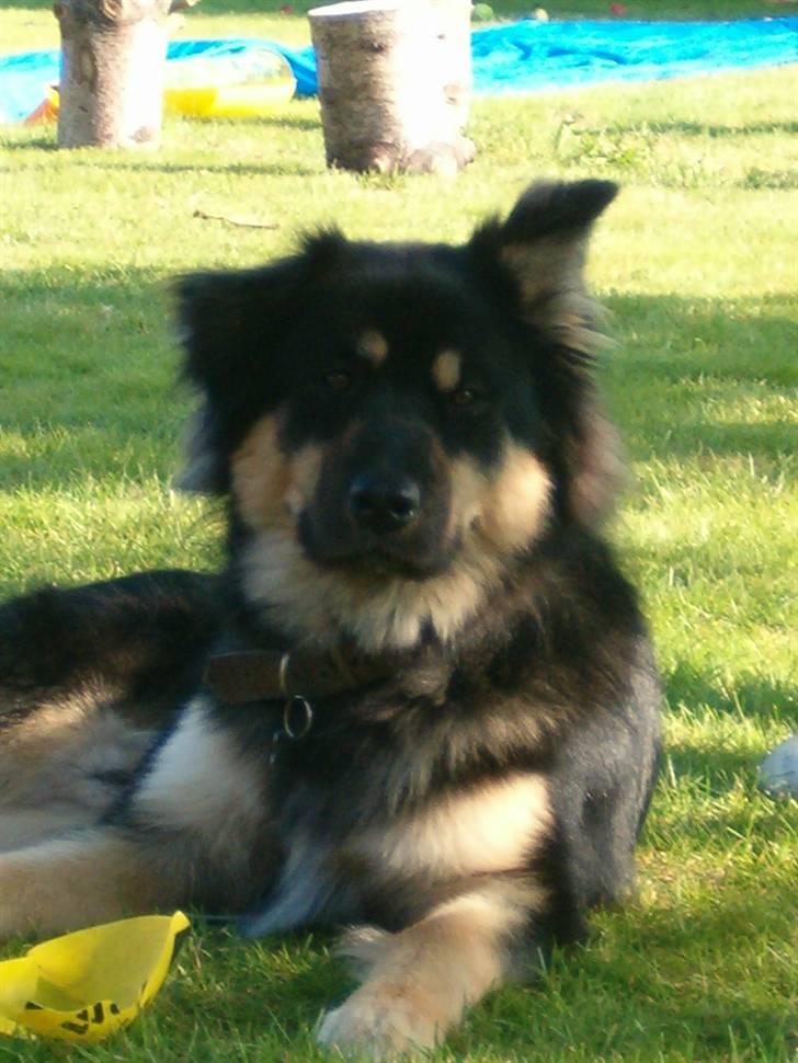 Blanding af racer ~¤~Qato~¤~ - NYT i sommers: Så er vi blevet halvanden år og syntes selv han er lidt af en lækkerbisken... billede 17