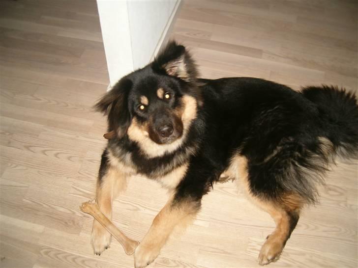 Blanding af racer ~¤~Qato~¤~ - NYT.. i sommer   07 billede 18