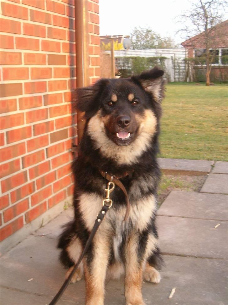 Blanding af racer ~¤~Qato~¤~ - NYT... i sommers billede 19