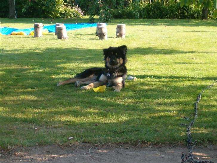 Blanding af racer ~¤~Qato~¤~ - NYT... i sommers billede 20