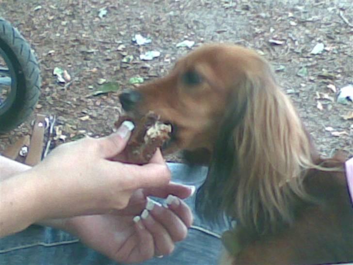 Miniature gravhund heimays emeli fleur - jeg vil også have madpakke når vi er på skovtur billede 4