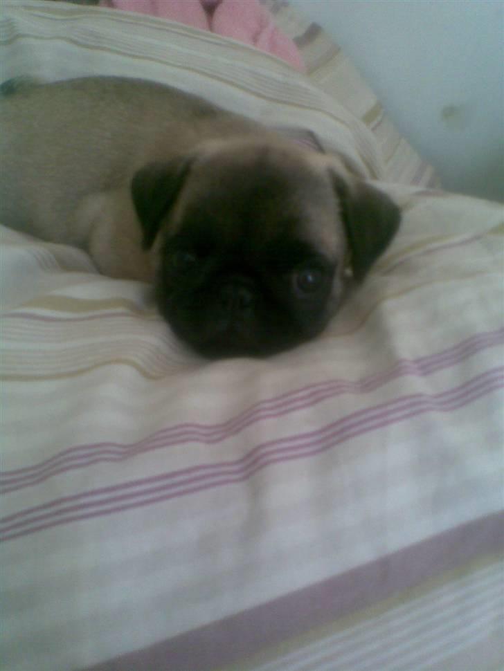 Mops Frida - hej moar billede 8