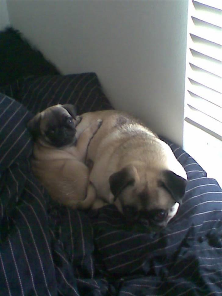 Mops Frida - vi putter lige billede 9